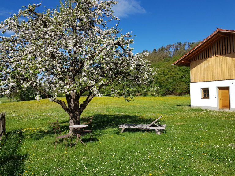 Apfelbaumblüte in Holzhausen