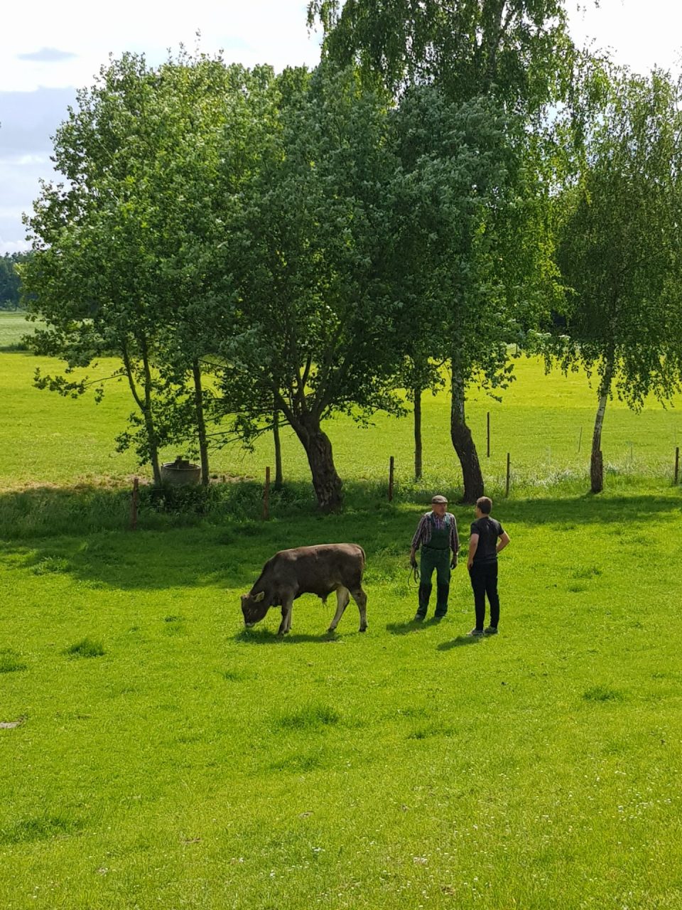 Landwirte auf der Weide mit Stierkalb